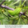 satyrium spini larva1